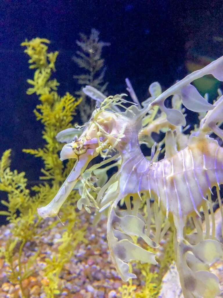 A seadragon in the