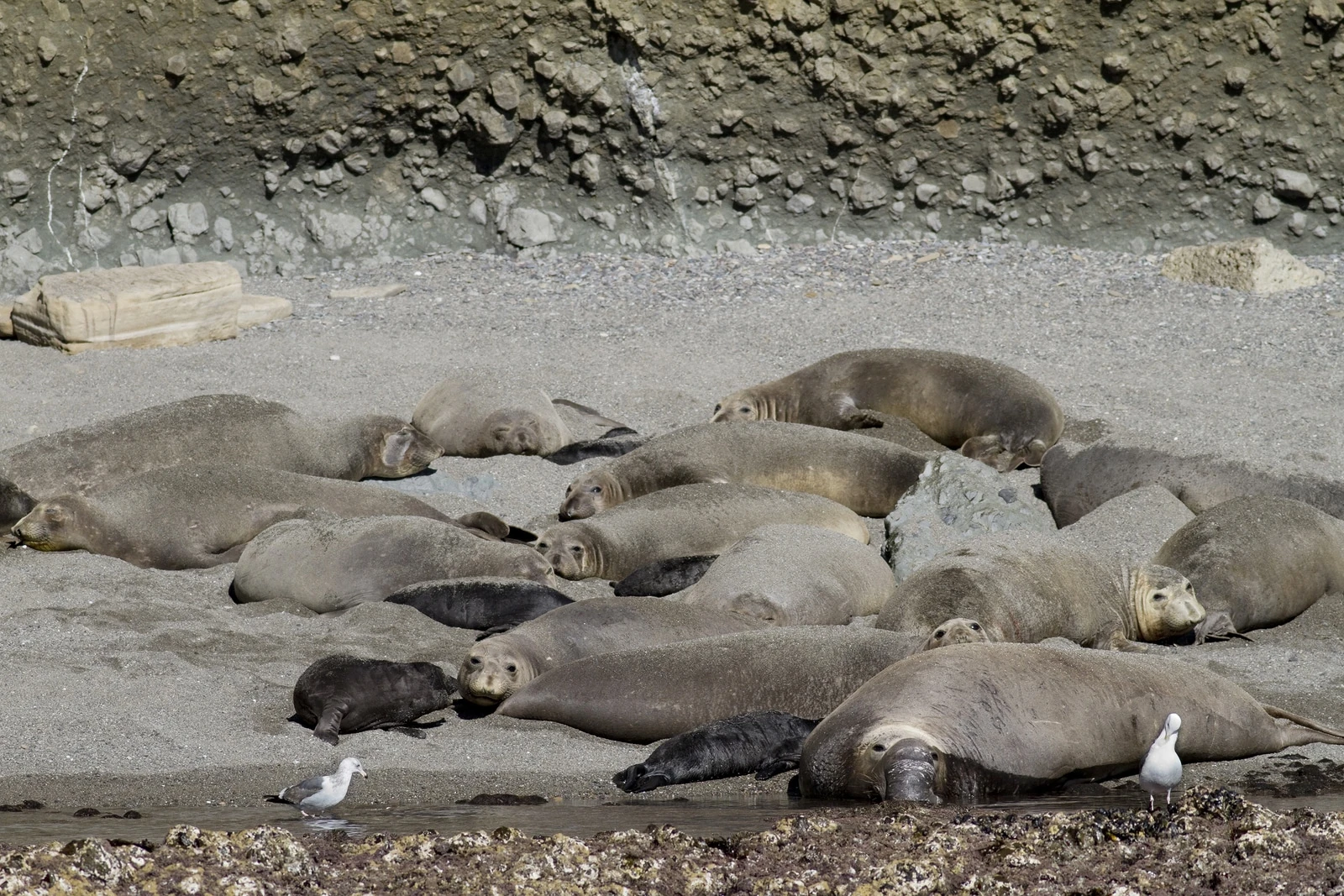 Elephant seals on the Coronado Islands, Mexico