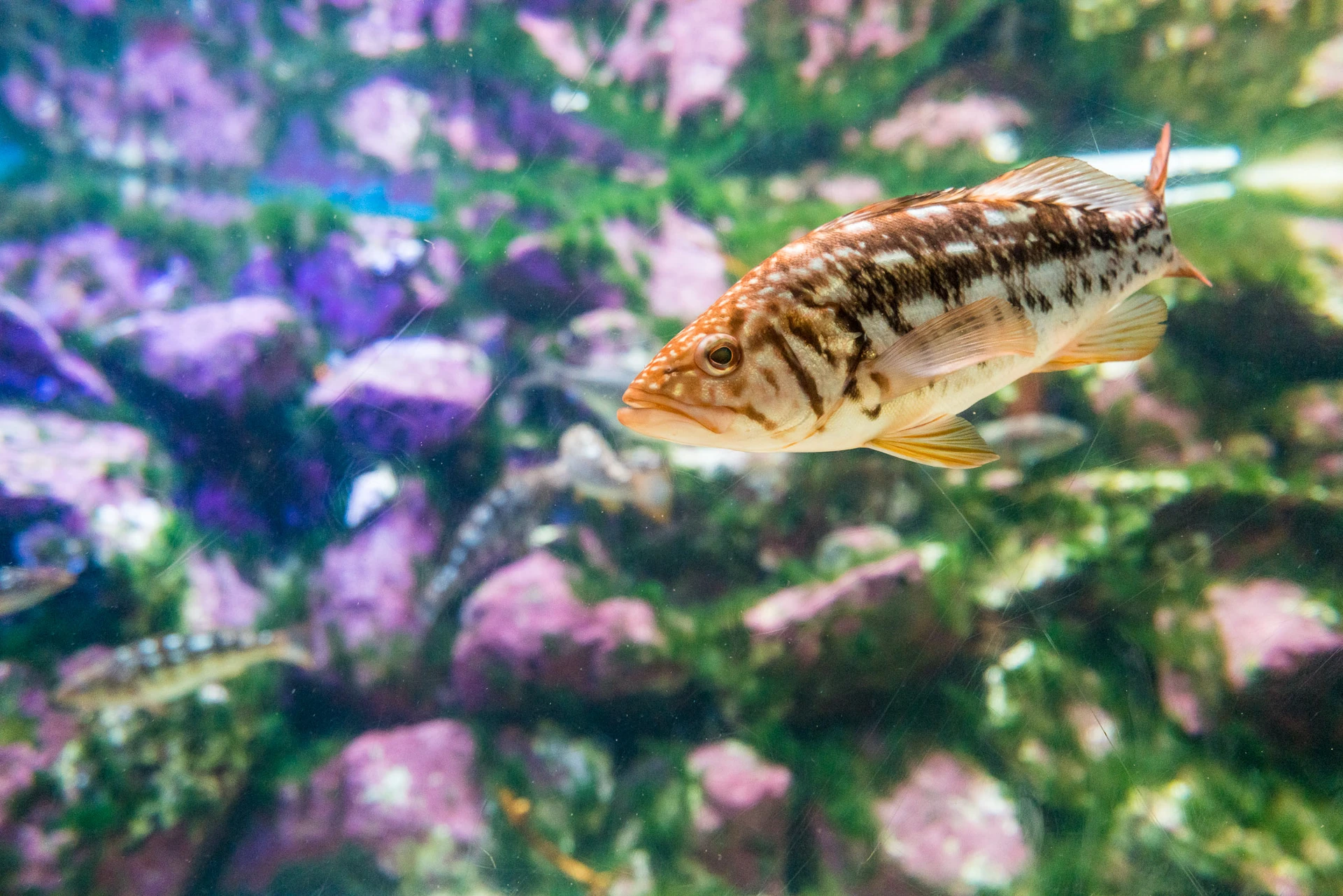 A fish swims in a tank at Birch Aquarium La Jolla in San Diego