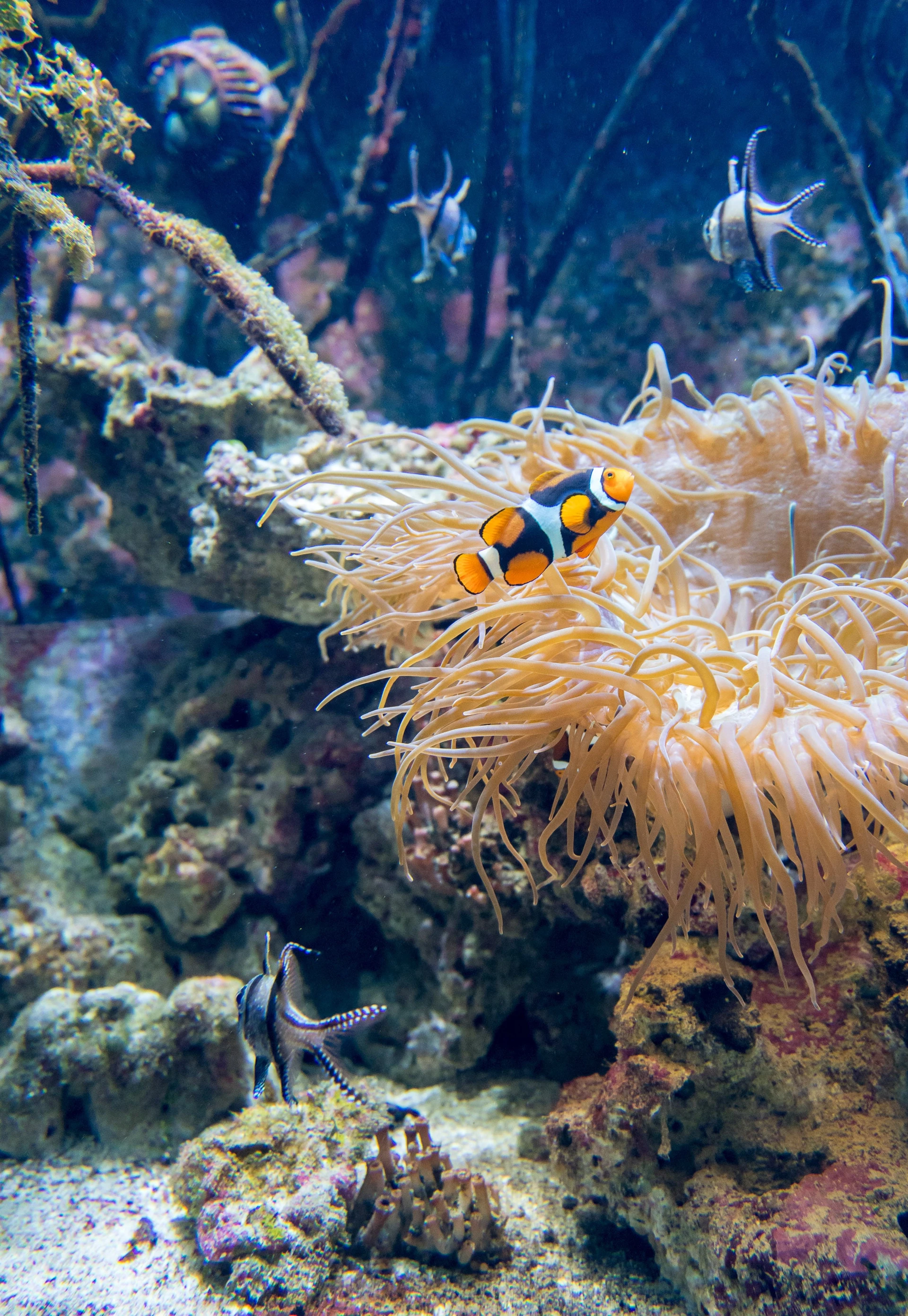 Two colorful fish swim in a Hall of Fishes aquarium.
