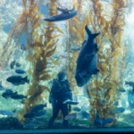 What to know about visiting Birch Aquarium in San Diego