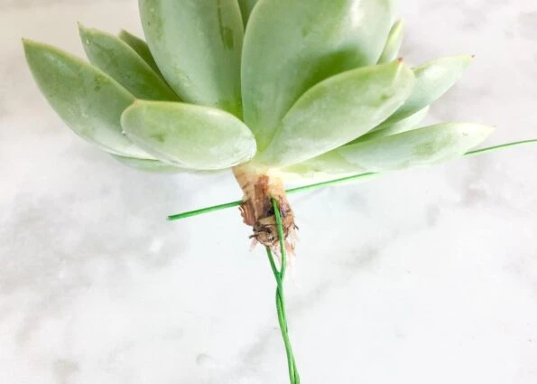 Beautiful examples of succulent bouquets