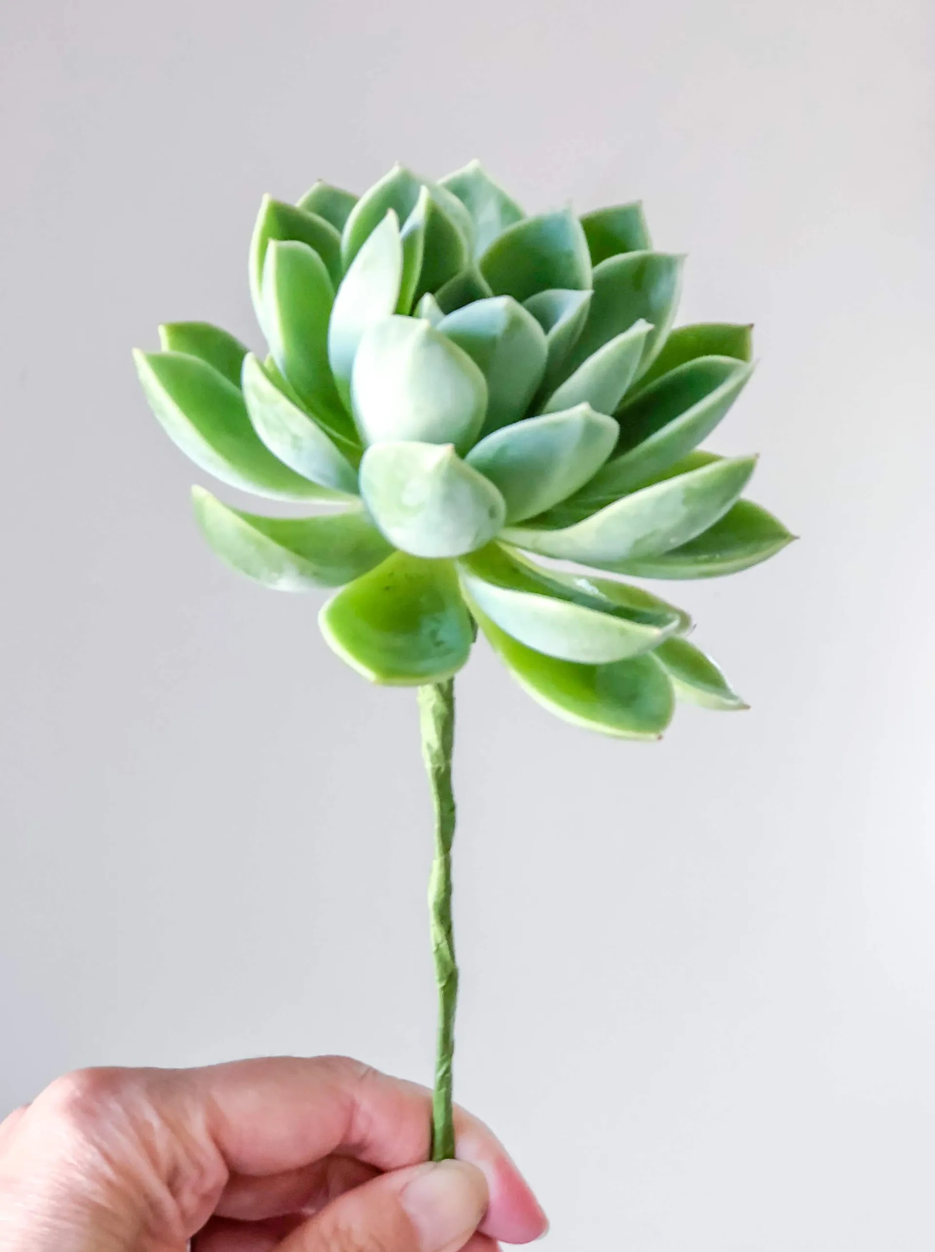 Wrap floral tape around floral wire to make a succulent bouquet
