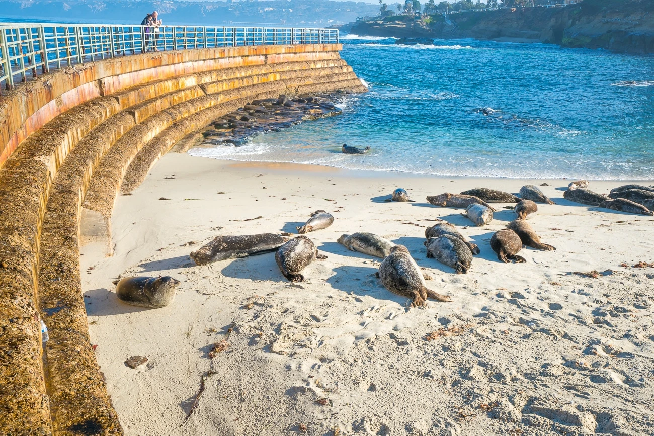 Free things to do in San Diego: La Jolla seals