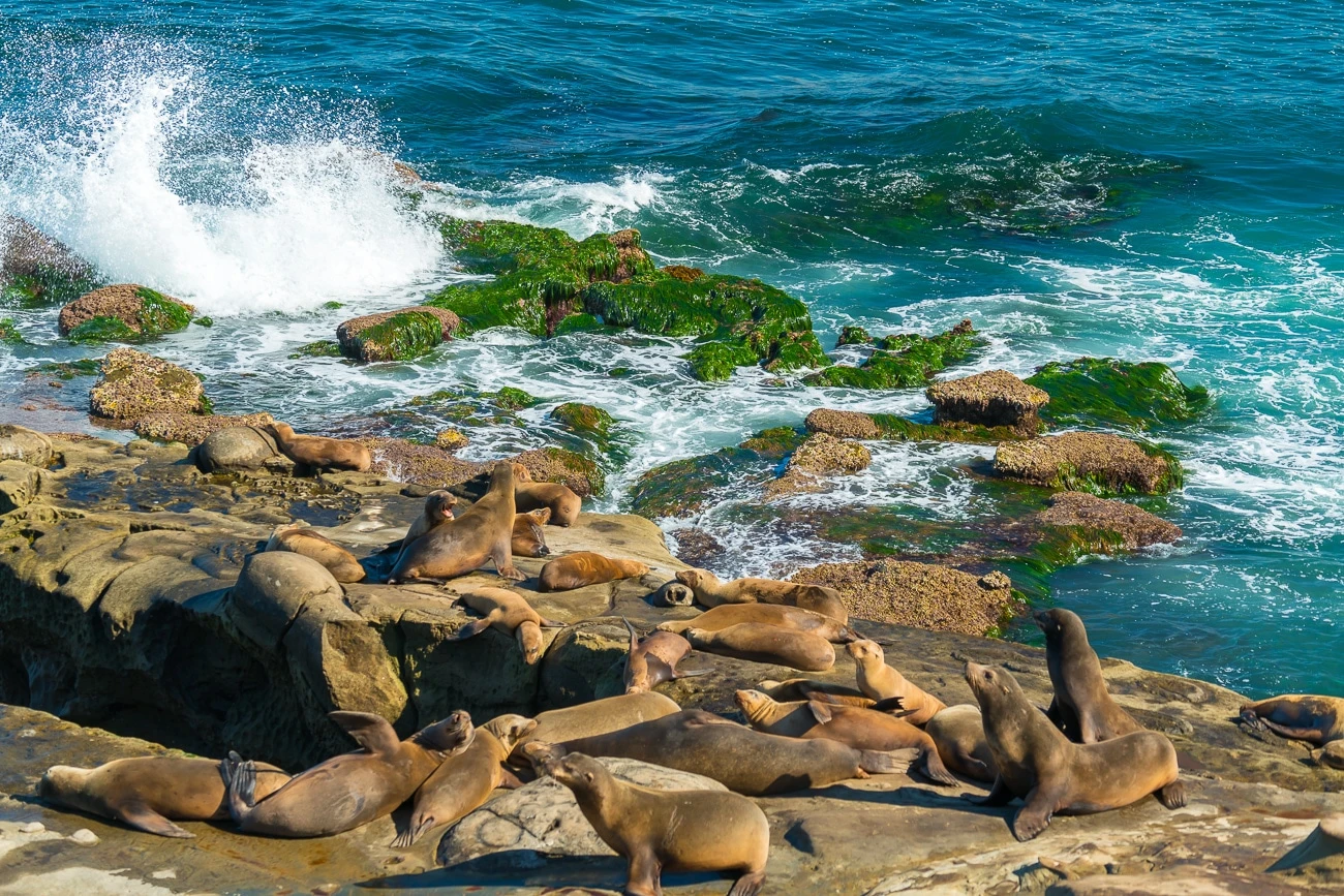 La Jolla Cove sea lions lay on the rocks with the ocean in the background.