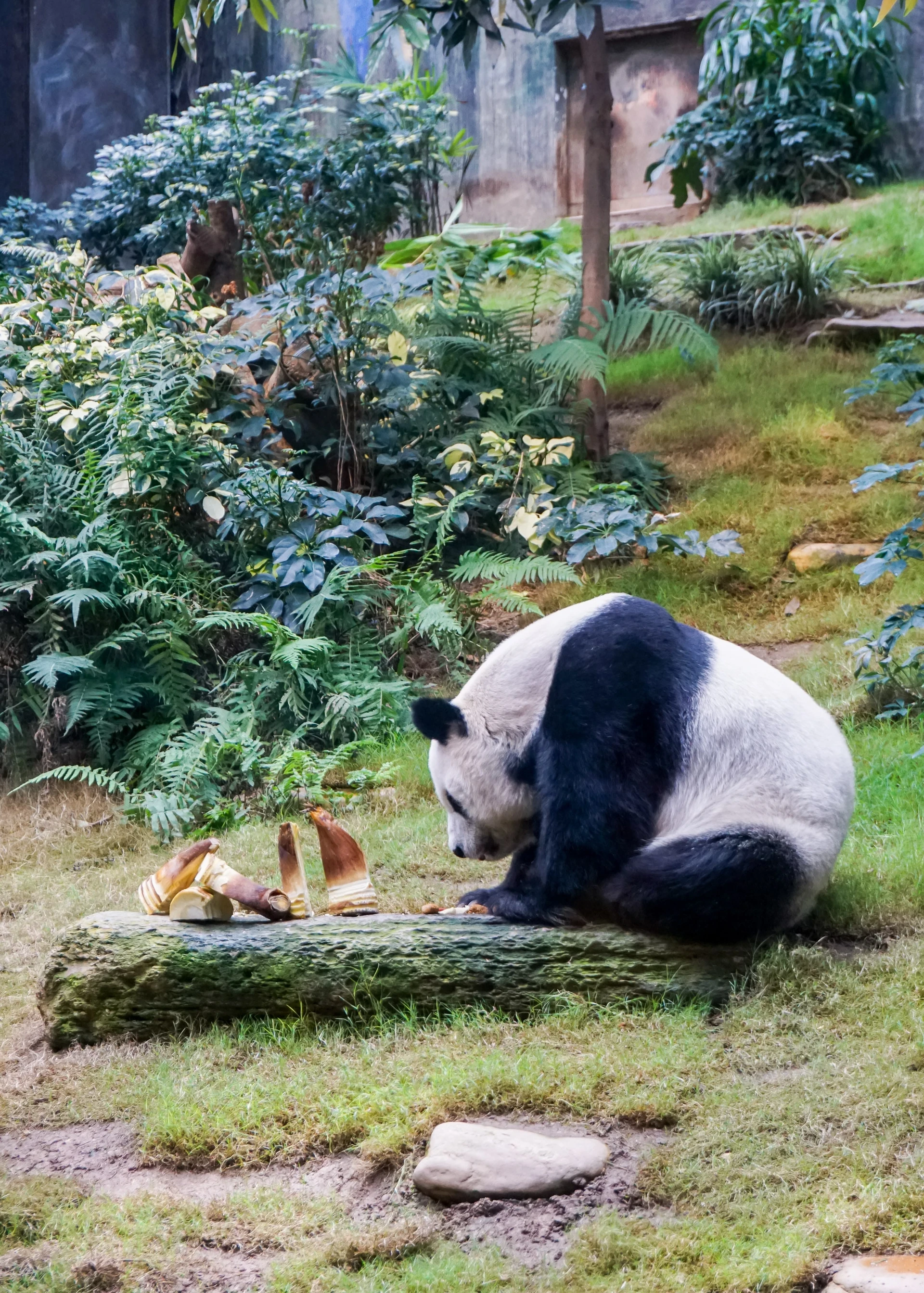 Ocean Park Hong Kong pandas in the Asian Animals exhibit.