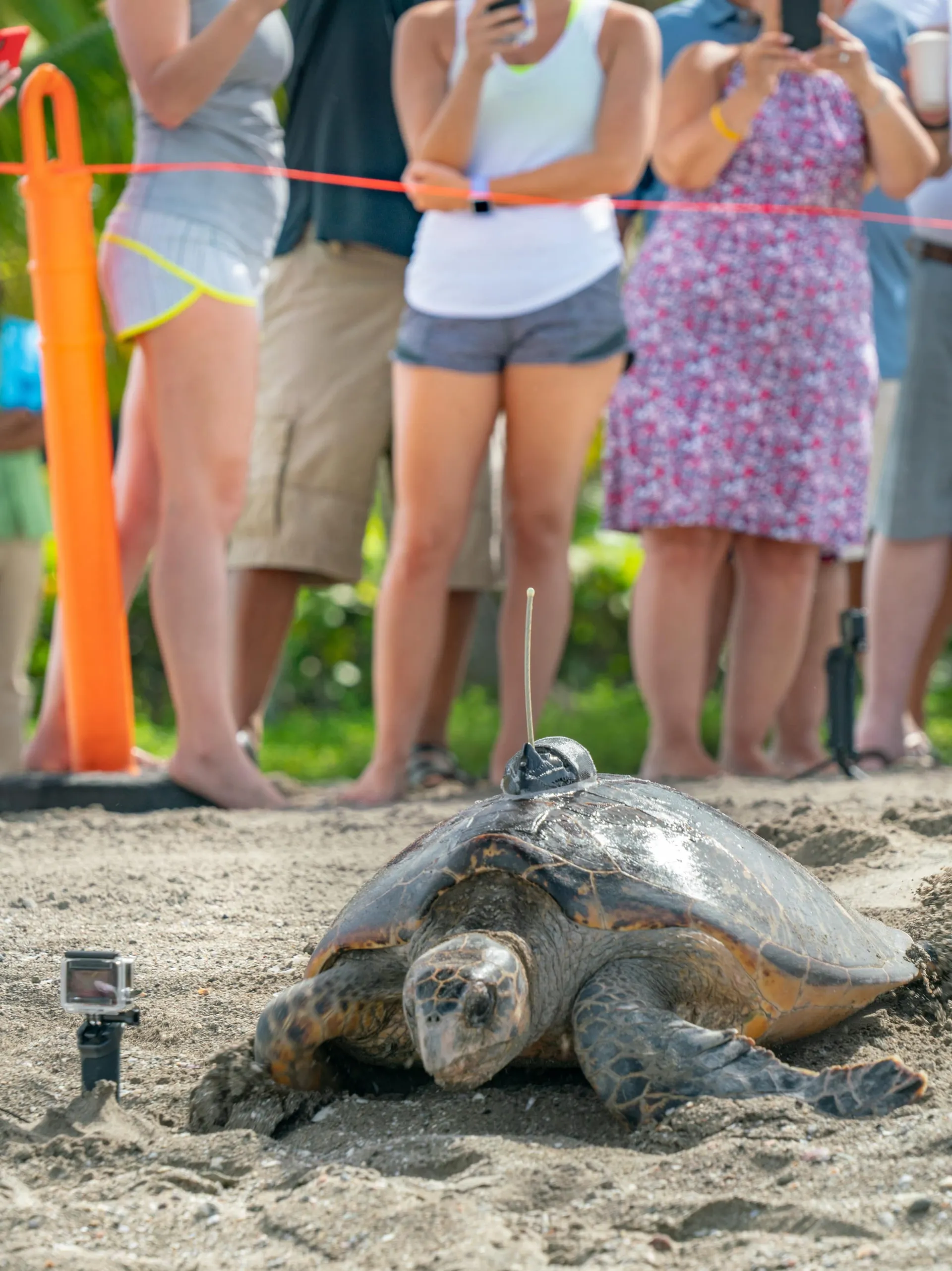 A turtle with a tracking device heads from the sand to the ocean at Four Seasons Nevis Sea Turtle Conservation Weekend