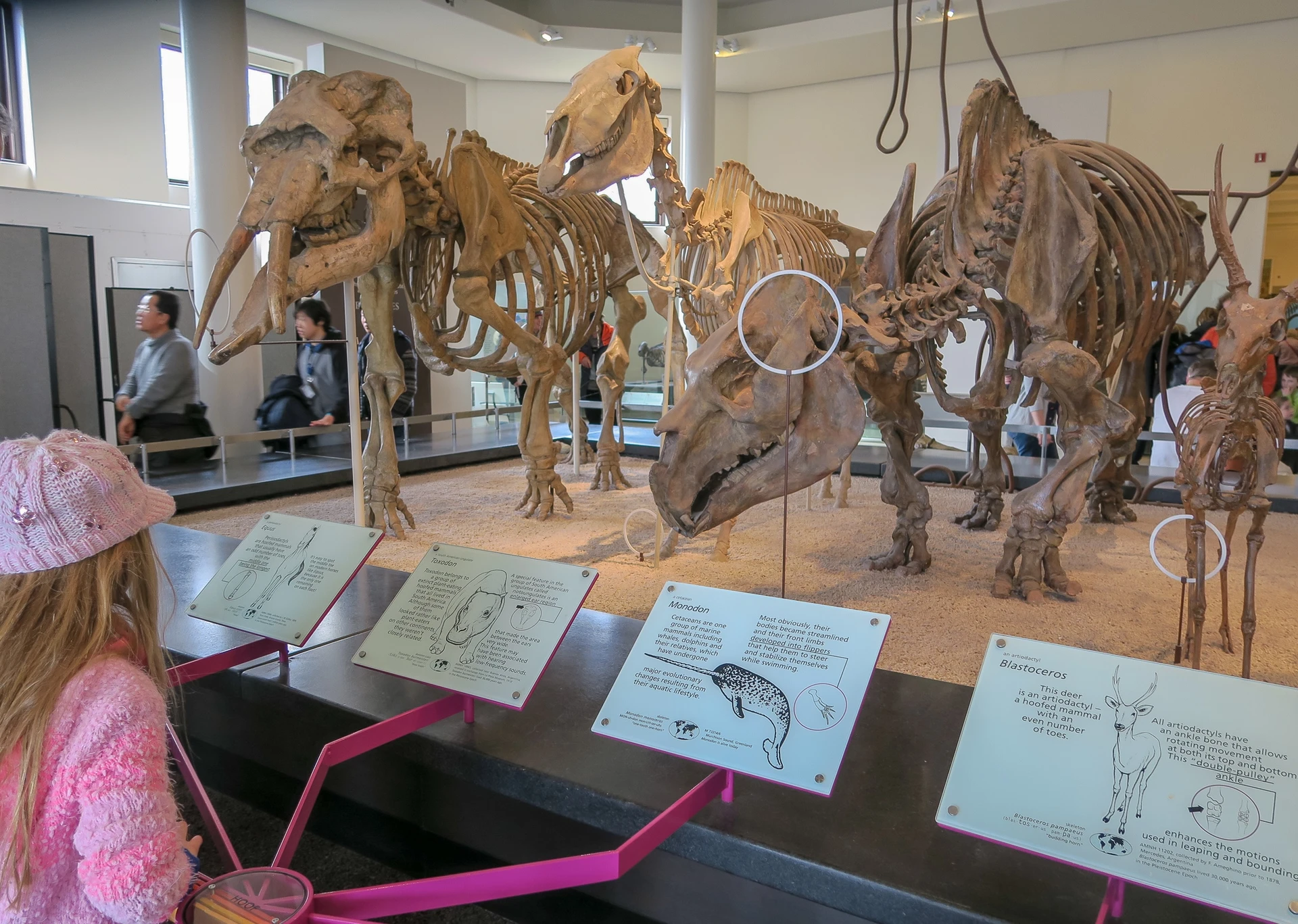 American Museum of Natural History is part of the New York Pass