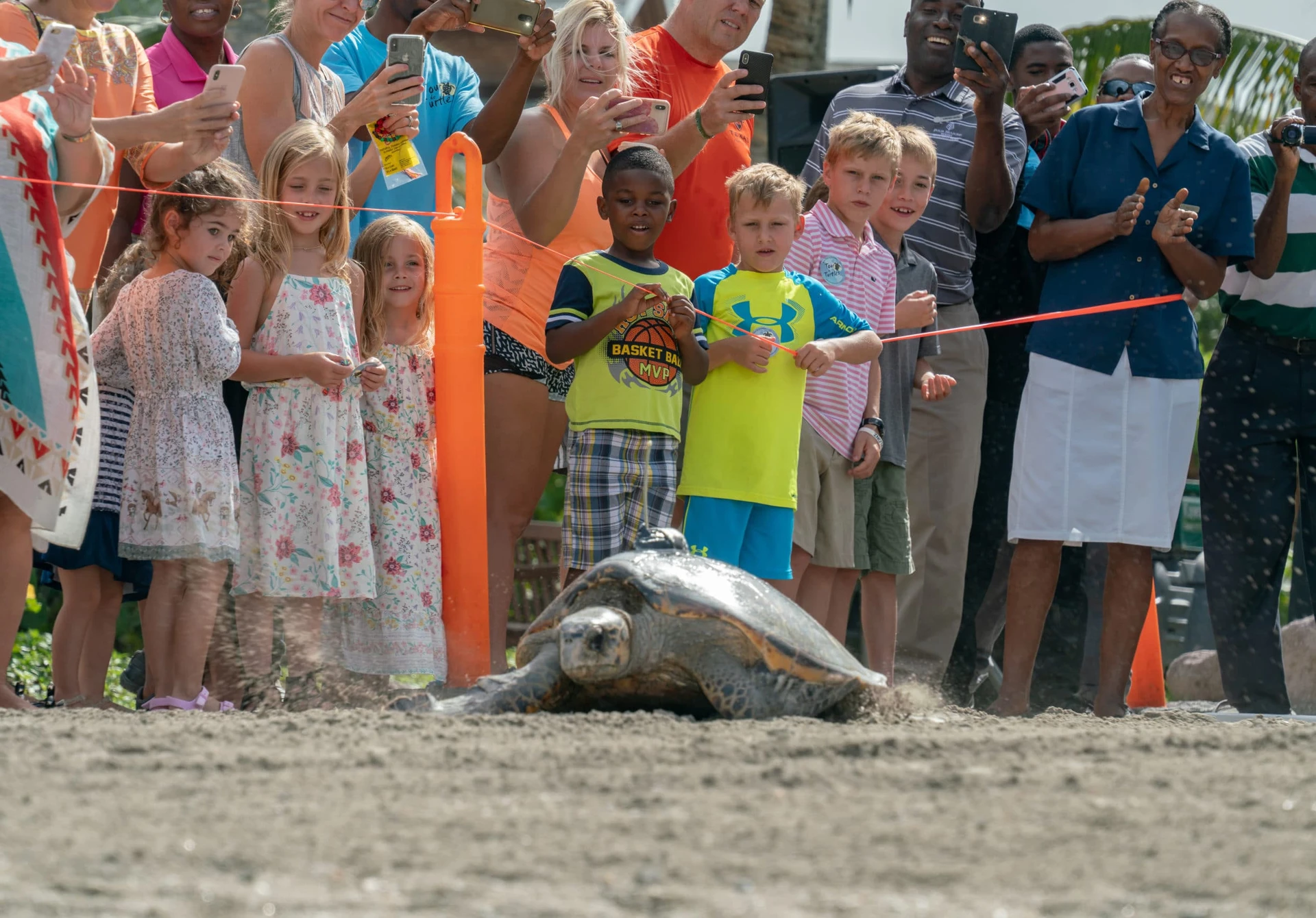 A turtle walks into the ocean during Sea Turtle Conservancy Weekend at Four Seasons Nevis
