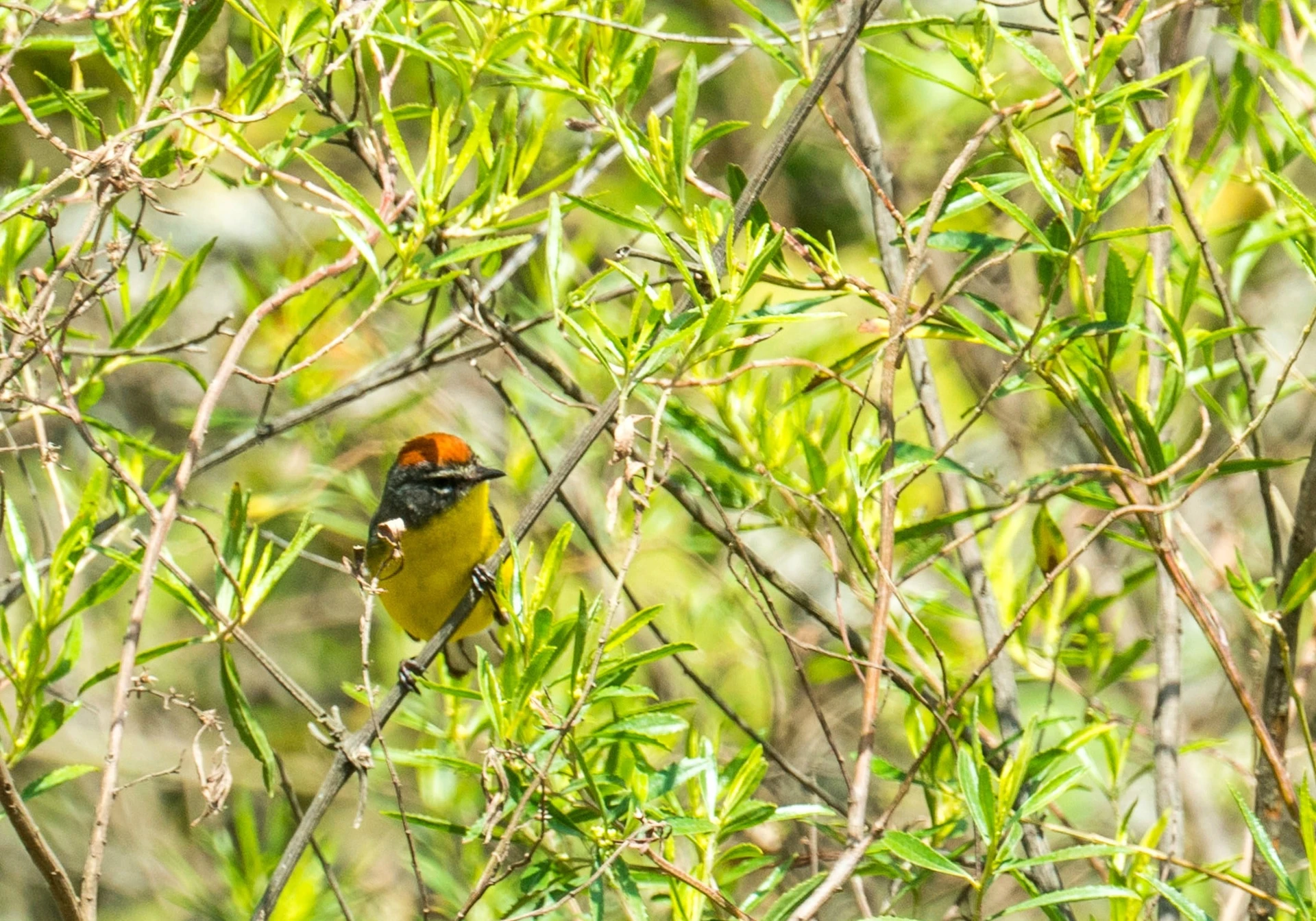 Bird watching in Salta, Argentina