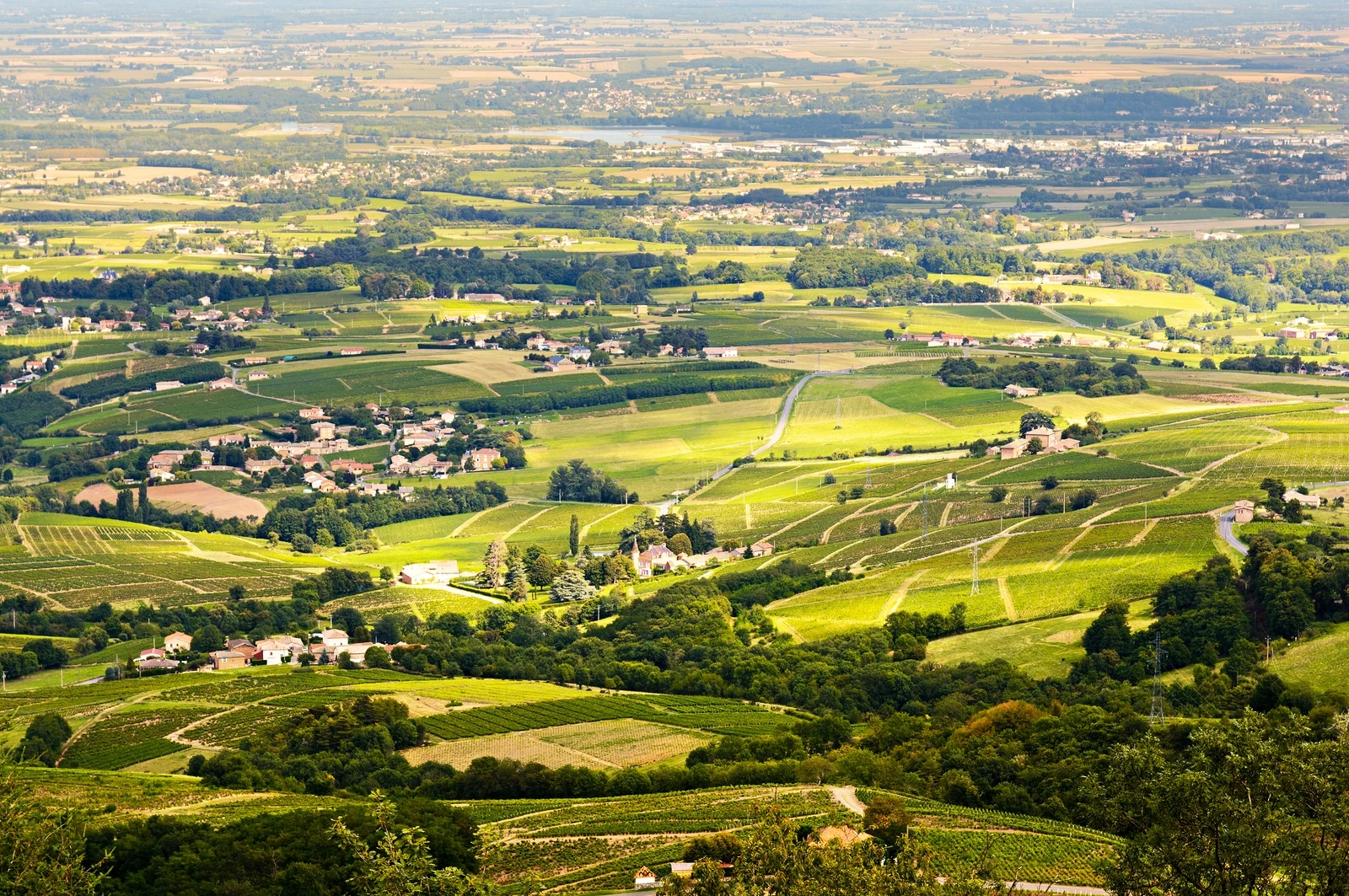 French wine regions: Vineyards Of Beaujolais, Rhone, France