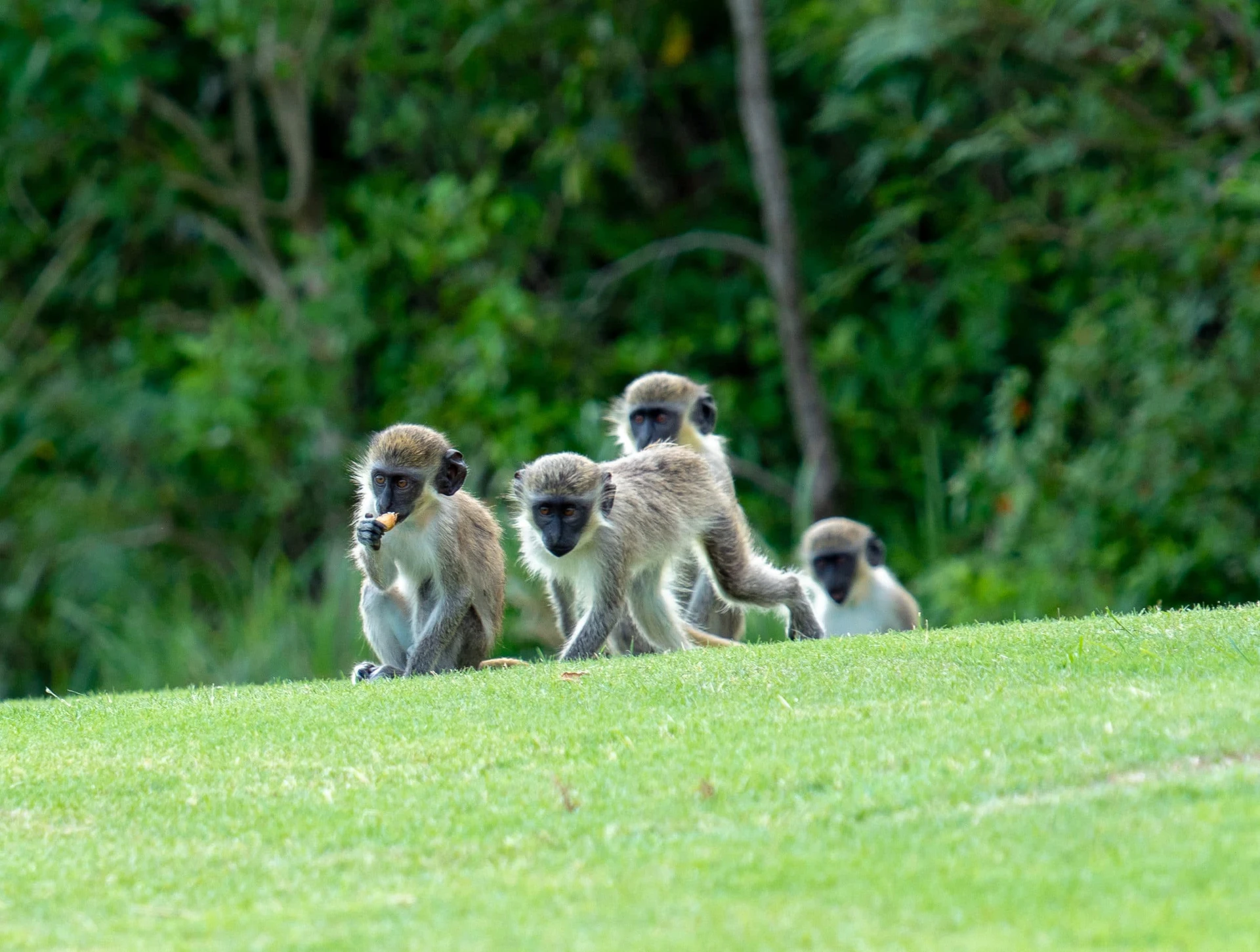 Monkeys on the Four Seasons Nevis golf course