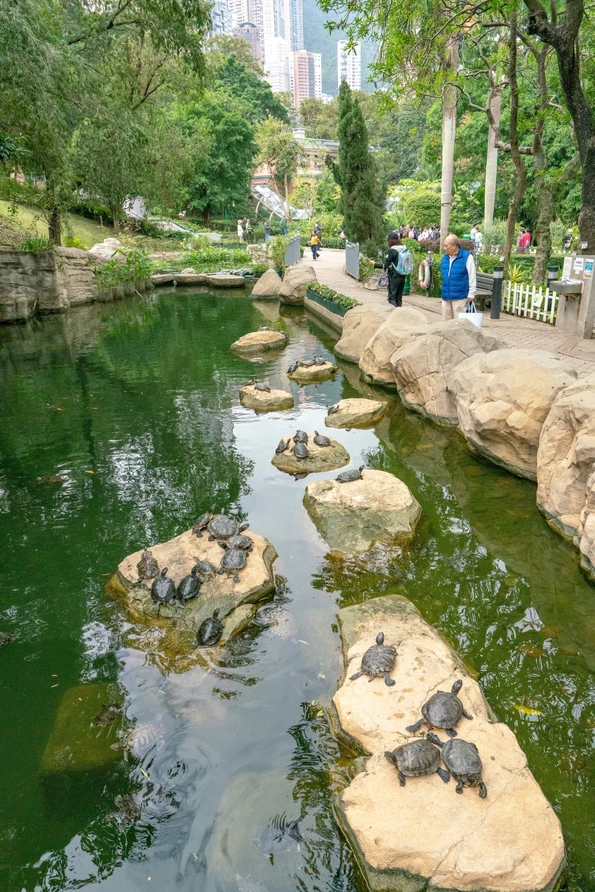 Kids love the turtles in Hong Kong Park along with the playground, waterfall, seasonal butterflies and more.