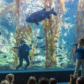 Best San Diego Museums: Birch Aquarium