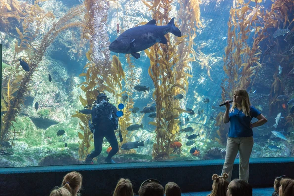 A free talk that kids love in front of the Giant Kelp Forest tank at Birch Aquarium, a popular La Jolla attractions for families.