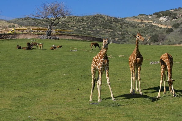 Things to do in San Diego with kids: San Diego Zoo Safari Park