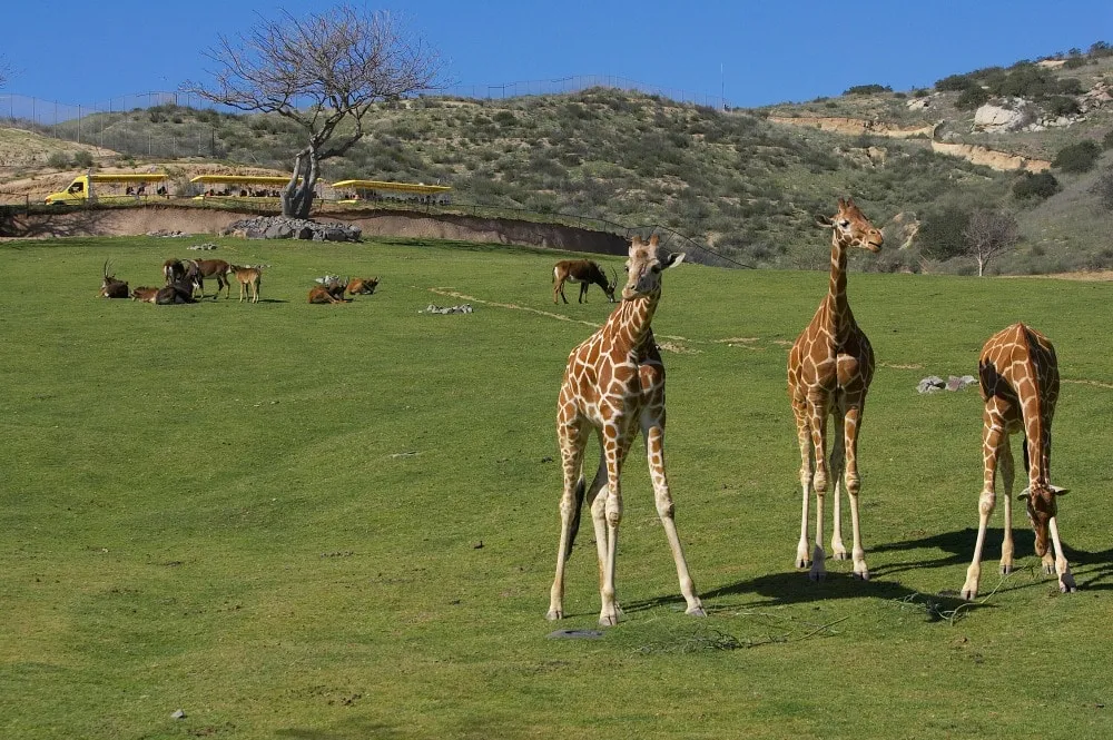 Things to do in San Diego with kids: San Diego Zoo Safari Park