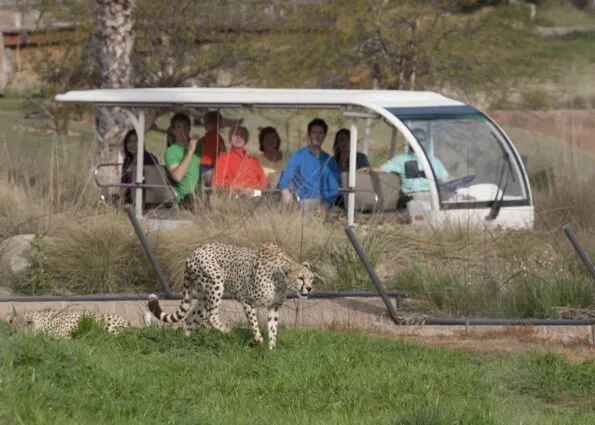 A detailed guide to San Diego Zoo Safari Park