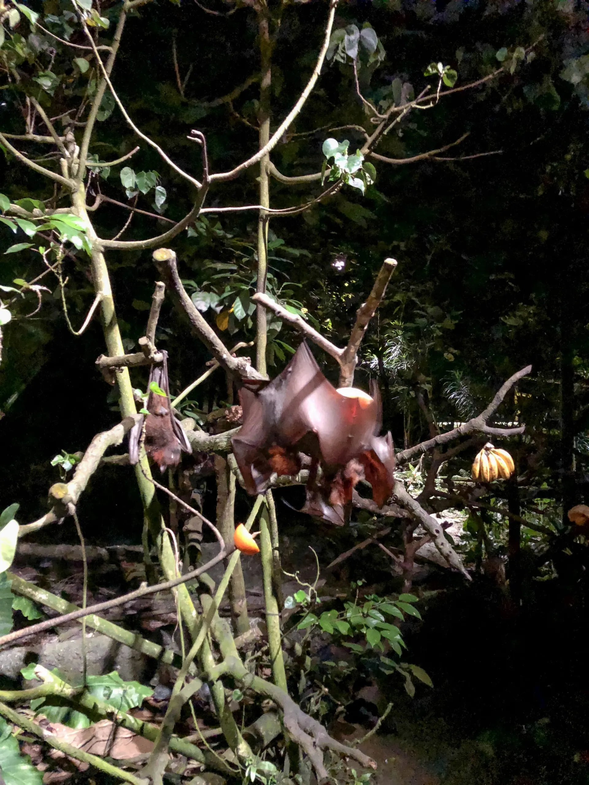 Bats at Night Safari Singapore