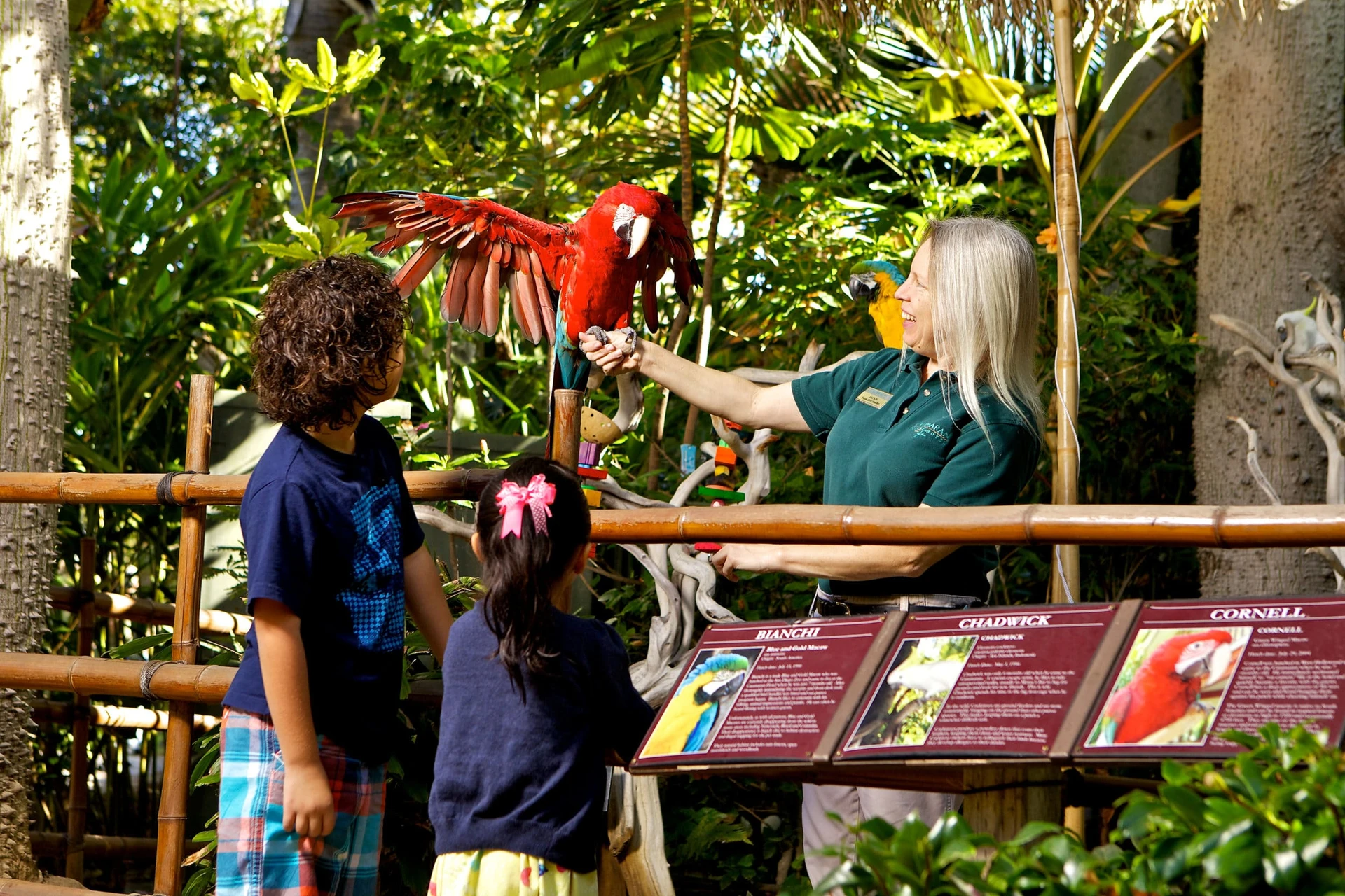 Bird Show at Catamaran Resort Hotel
