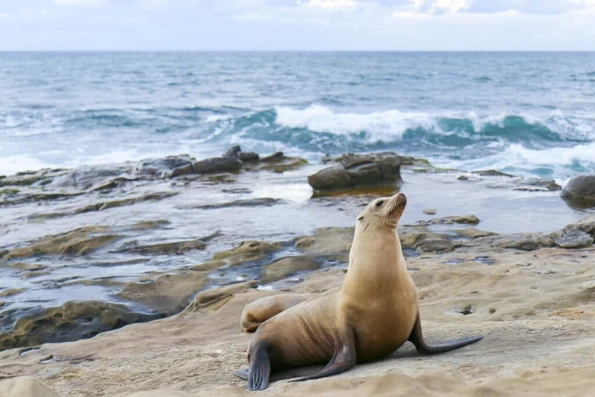 A sea lion on the rocks at La Jolla Cove, one of our best attractions.