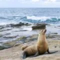 A sea lion on the rocks at La Jolla Cove, one of our best attractions.