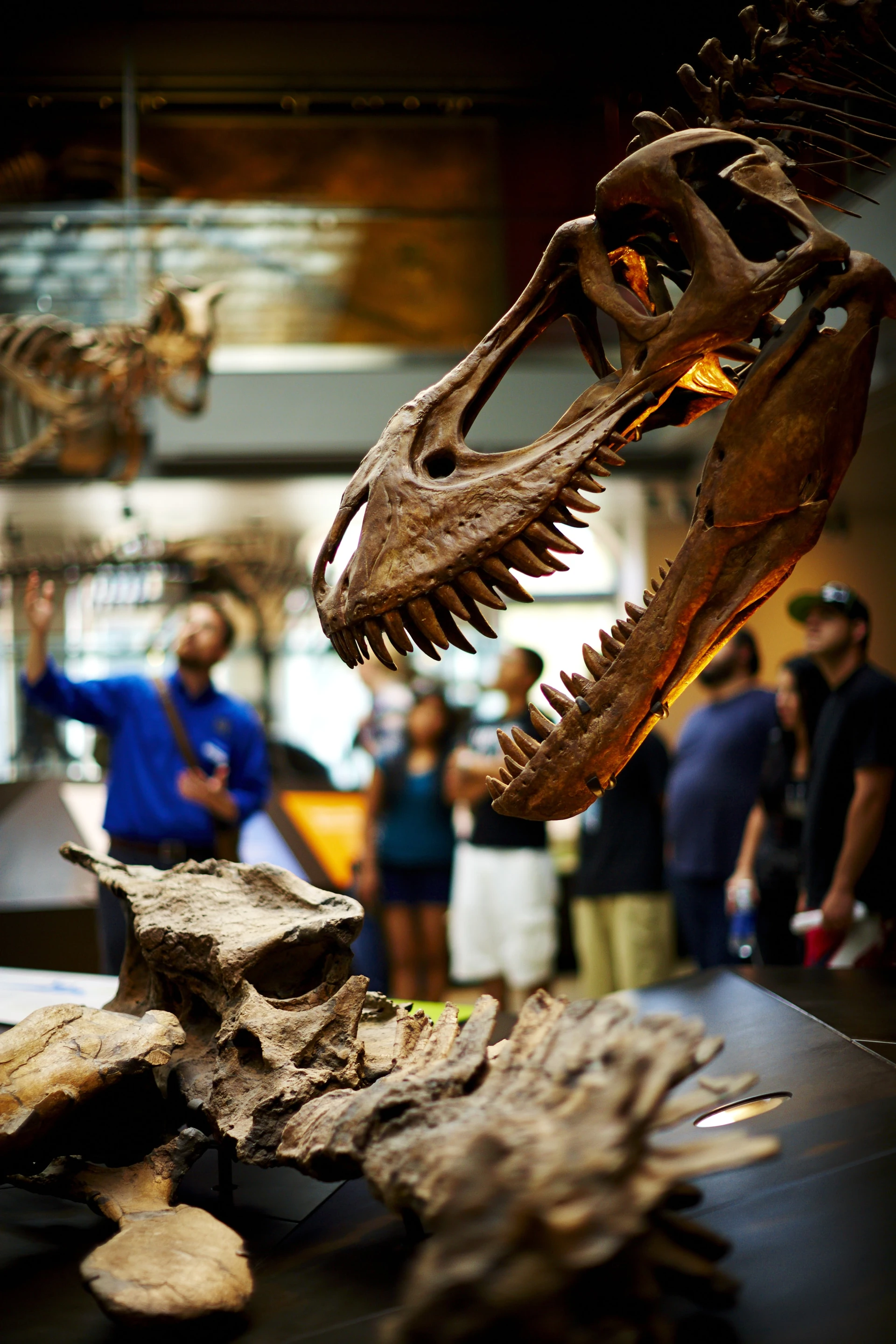 Dinosaur bones at the Natural History of Museum Los Angeles