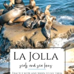 Everything you need to know about how to see the La Jolla seals and sea lions including a map, six popular viewpoints, parking, and other tips from a local mom who walks La Jolla Cove and Children's Pool beaches regularly to photograph them.