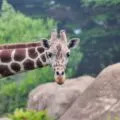 How to buy discount San Francisco Zoo tickets