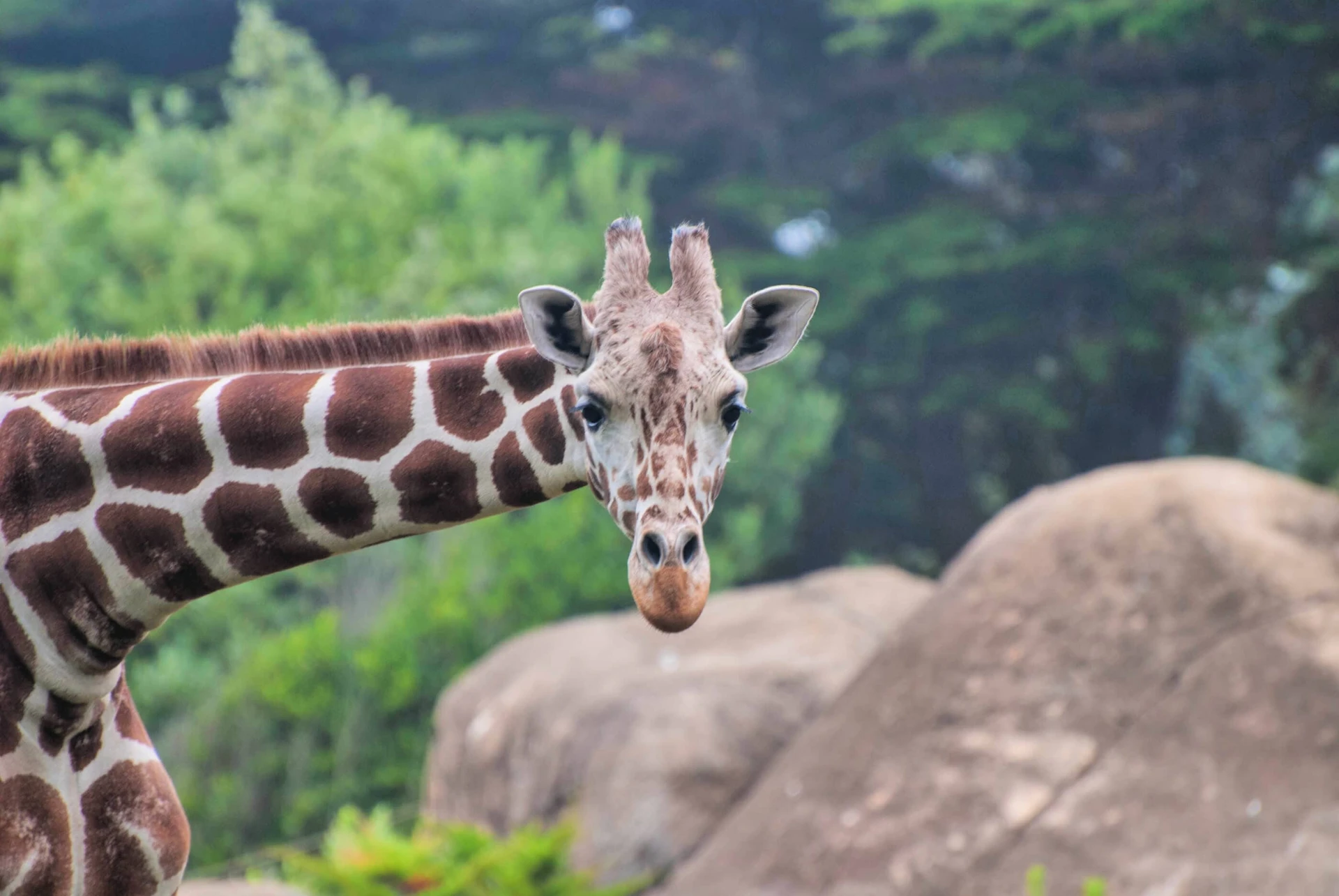 How to buy discount San Francisco Zoo tickets