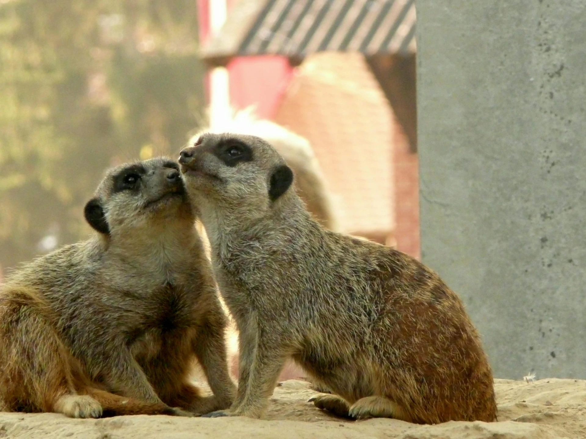 Two meerkats sit cheek to cheek.