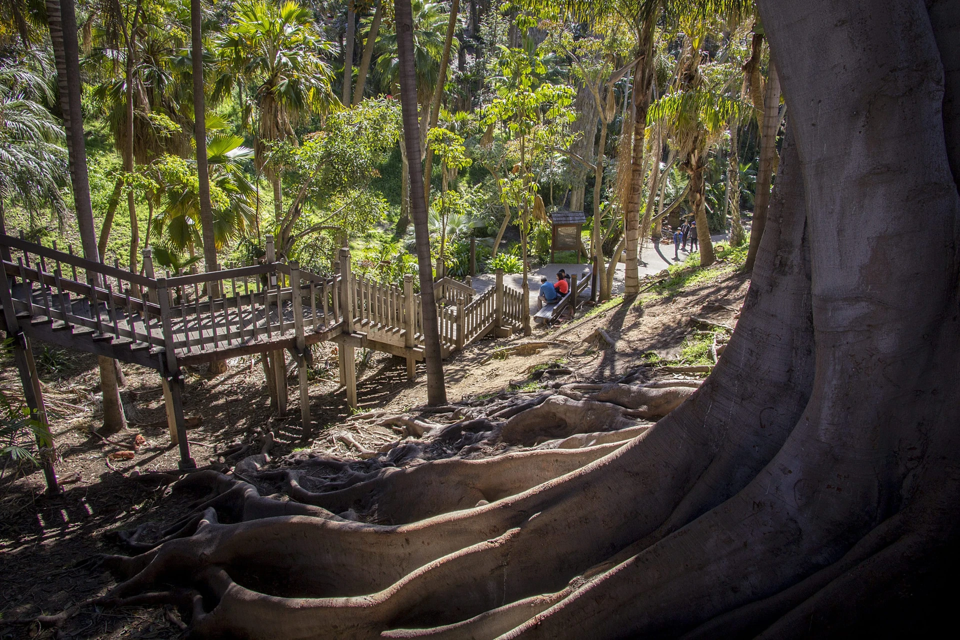 Things to do in Balboa Park: Hike Palm Canyon