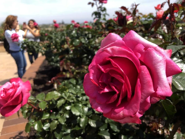 Things to do in Balboa Park: Inez Grant Memorial Rose Garden