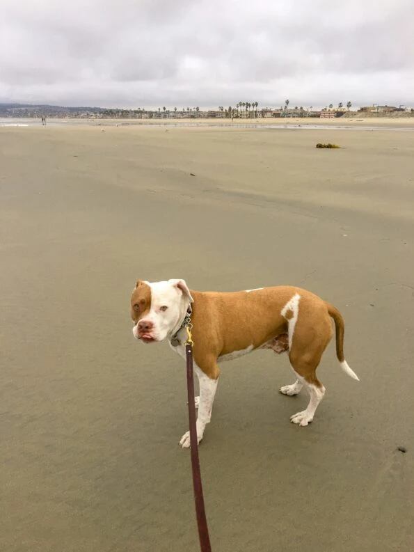 Dogs are allowed on Mission Beach during certain hours
