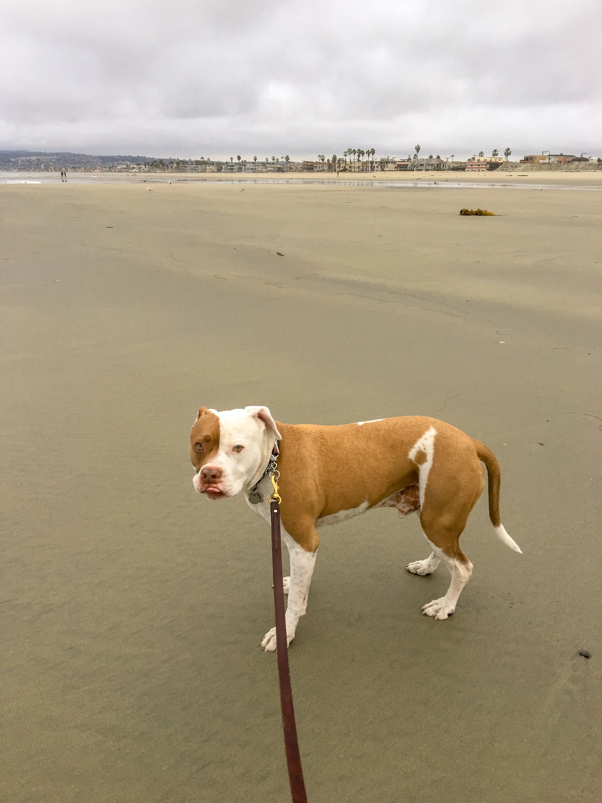 Dogs are allowed on Mission Beach during certain hours