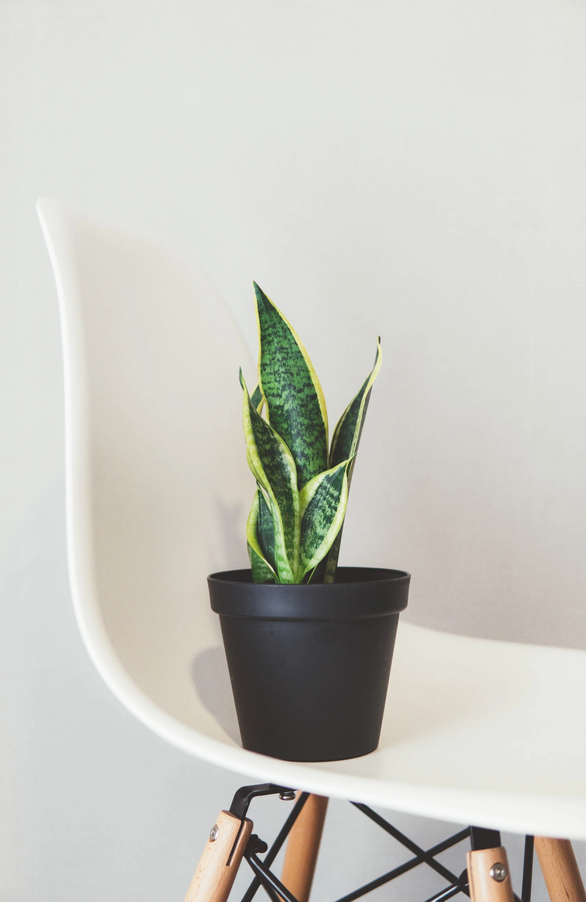 Shade Houseplants: Snake Plant