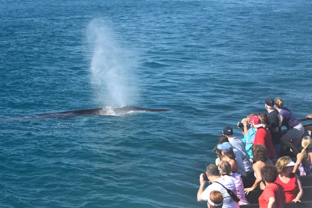 Best San Diego Tours: Whale Watching with Flagship Cruises and Birch Aquarium