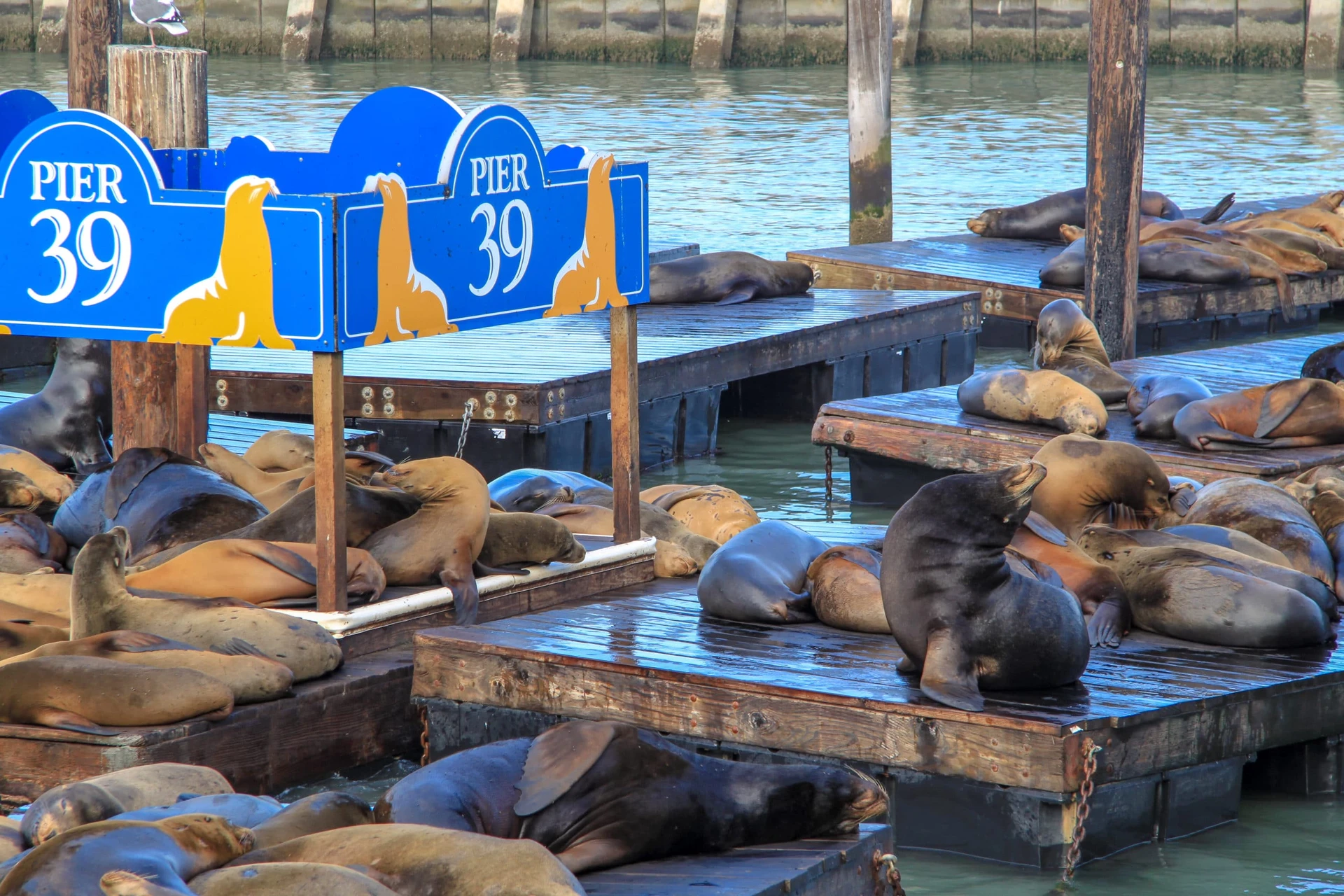 Sea lions lounging on wooden floats in the water at Pier 39