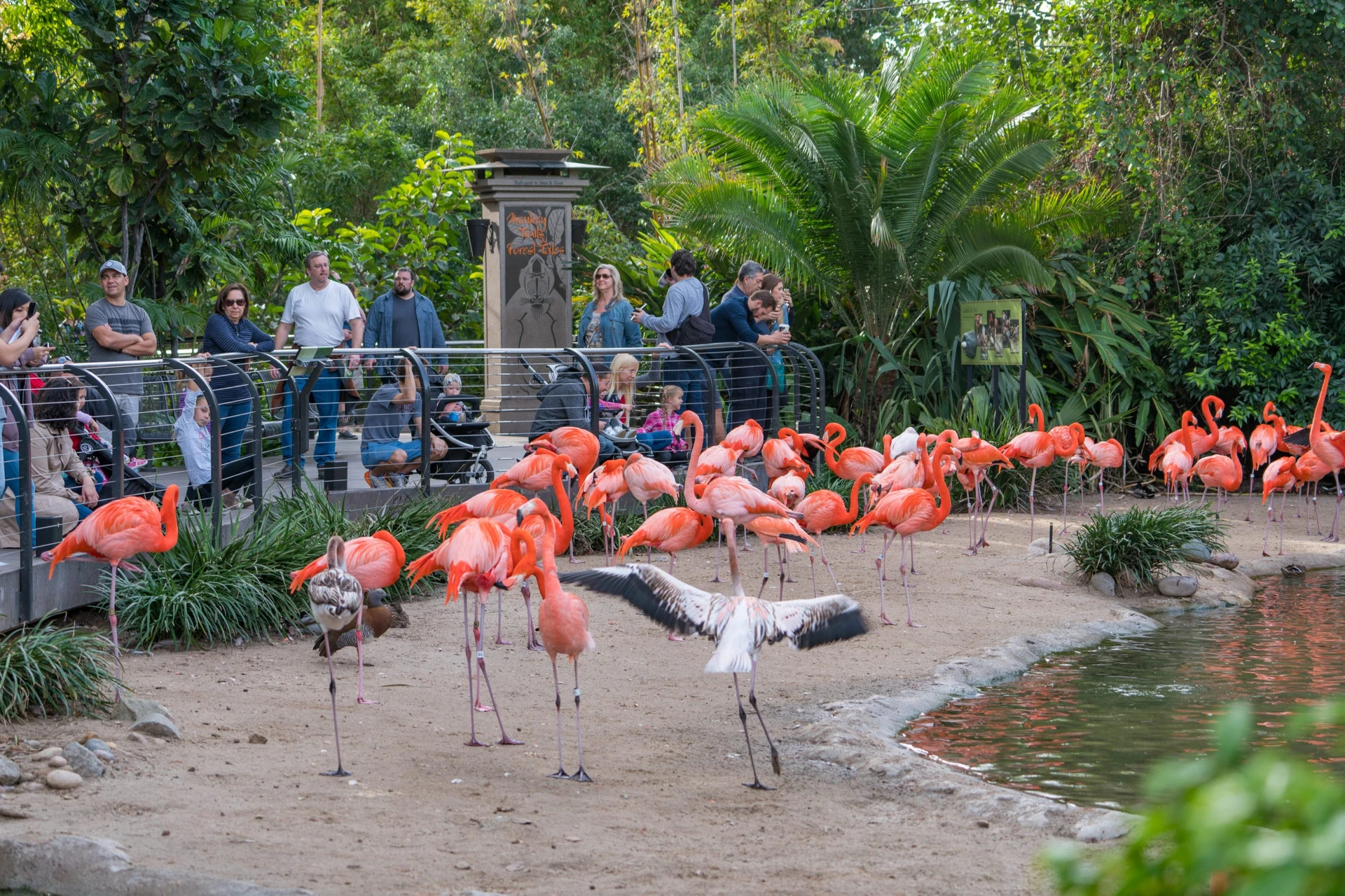 Flamingos at the San Diego Zoo