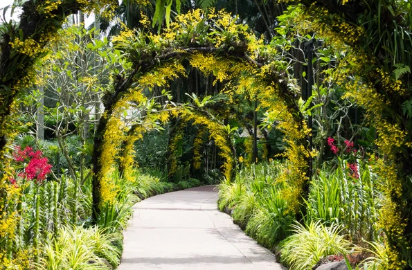 Orchid arches at the Singapore Botanic Garden