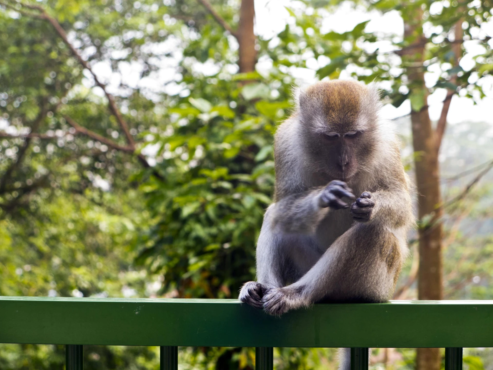 Things to do in Singapore: Bukit Timah