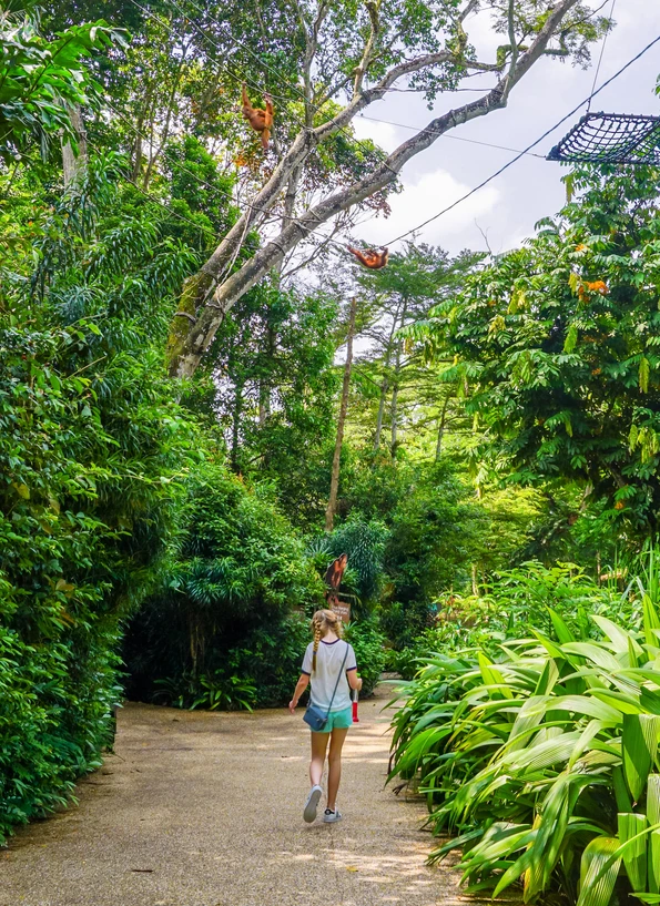 Visit the Singapore Zoo