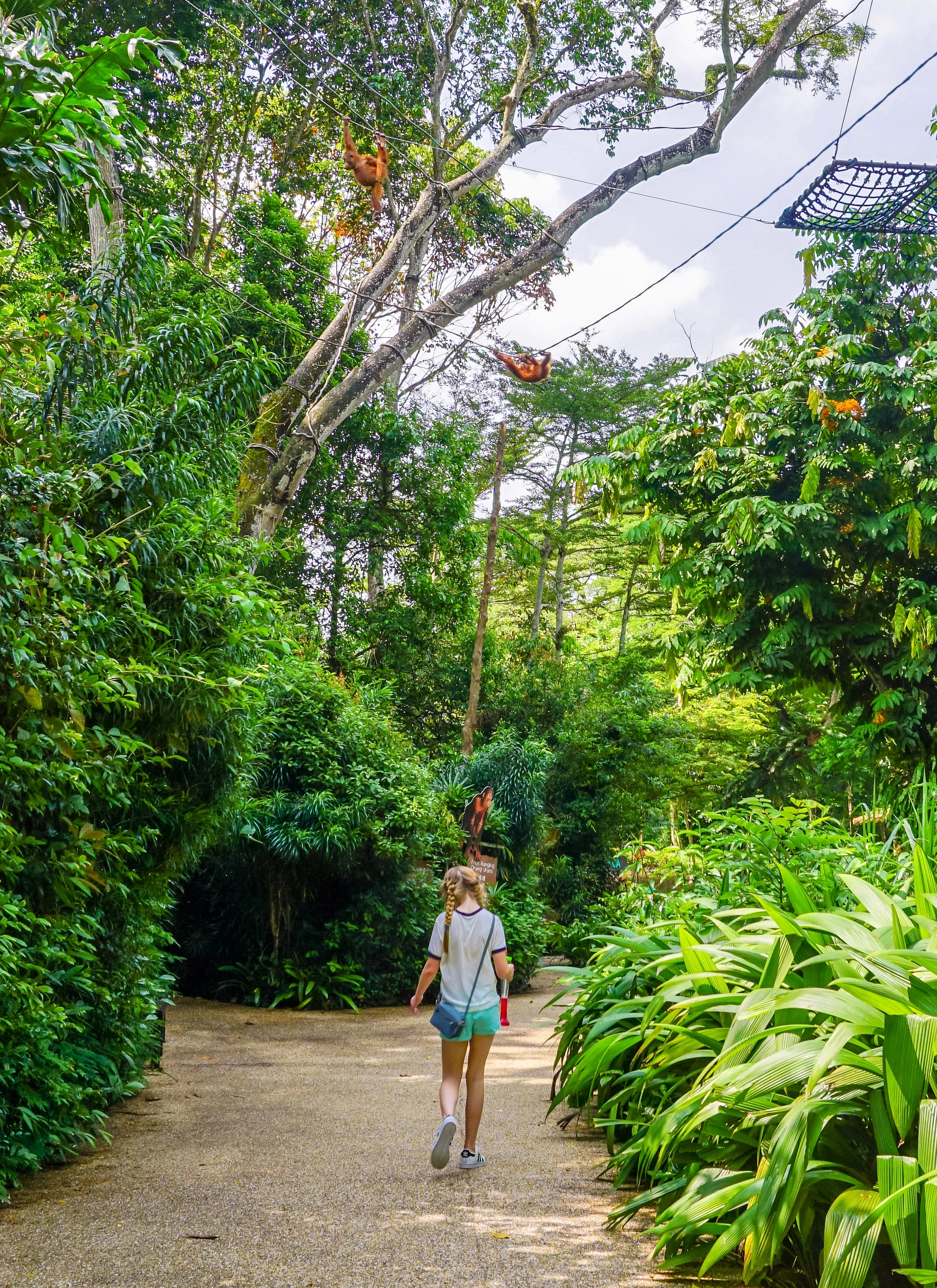 Visit the Singapore Zoo