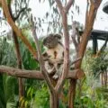 Best tips for visiting San Diego Zoo from a local
