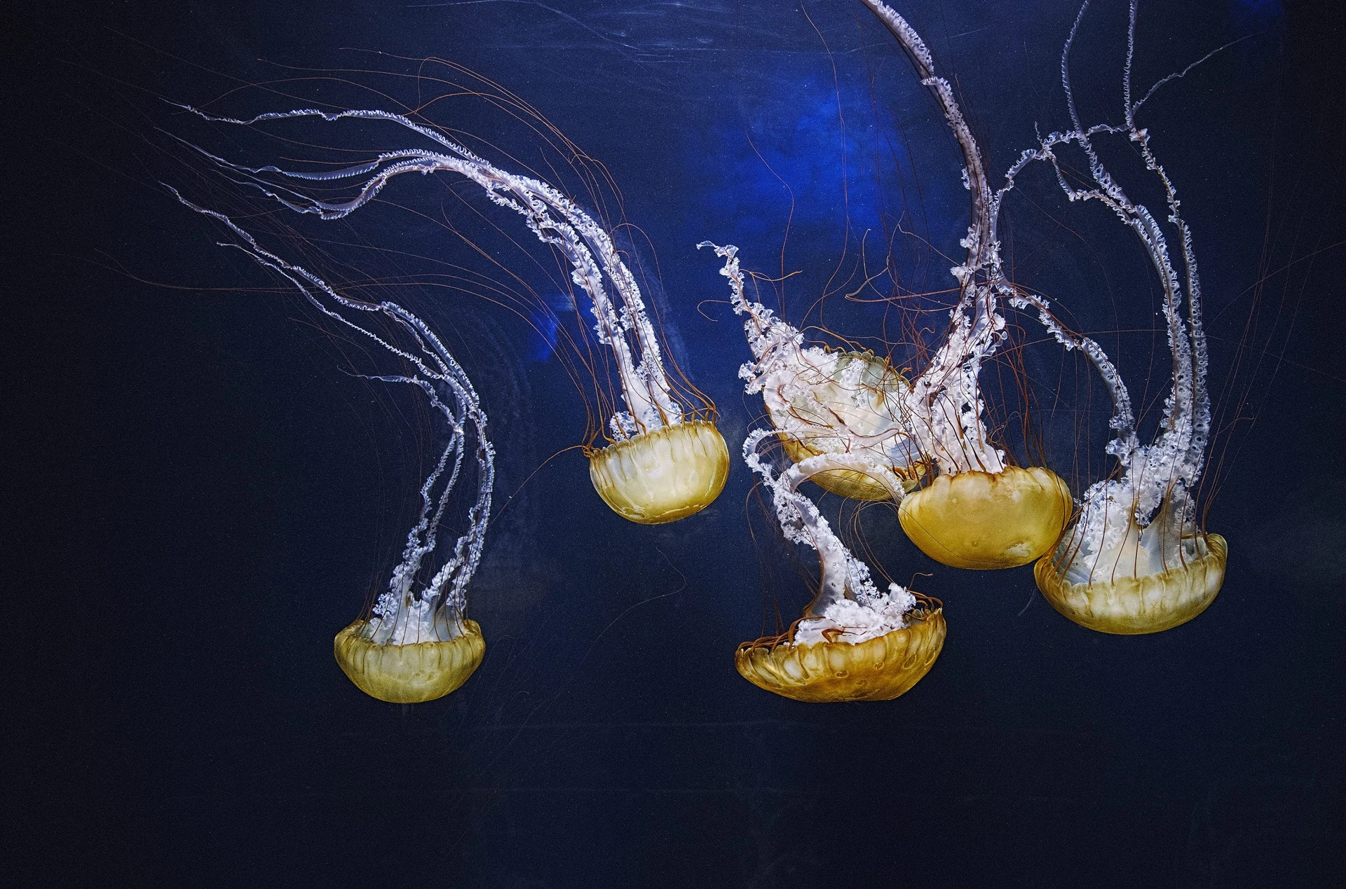Jellyfish in a tank at Aquarium of the Bay in San Francisco