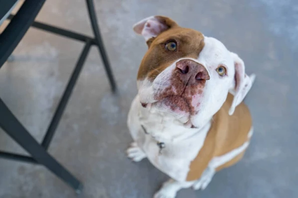Pit bull rescue with hemangiosarcoma