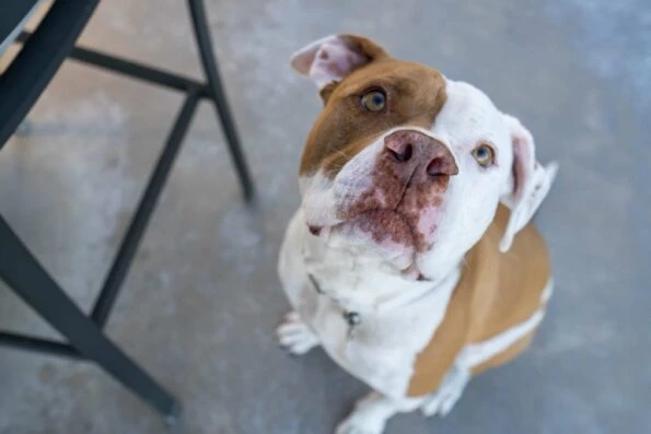 Pit bull rescue with hemangiosarcoma