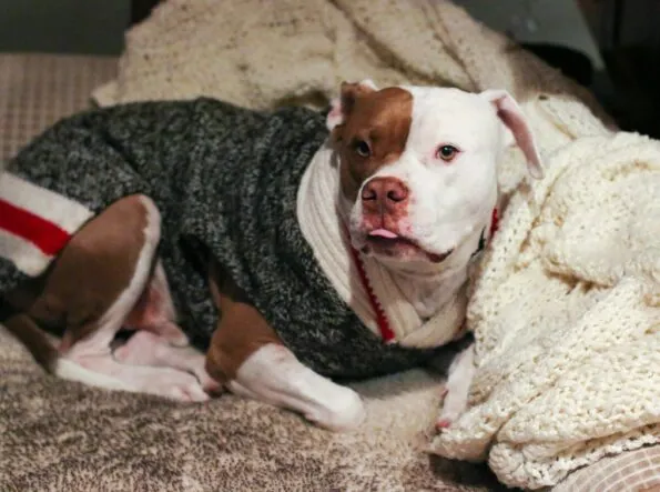 Pit bull with hemangioma