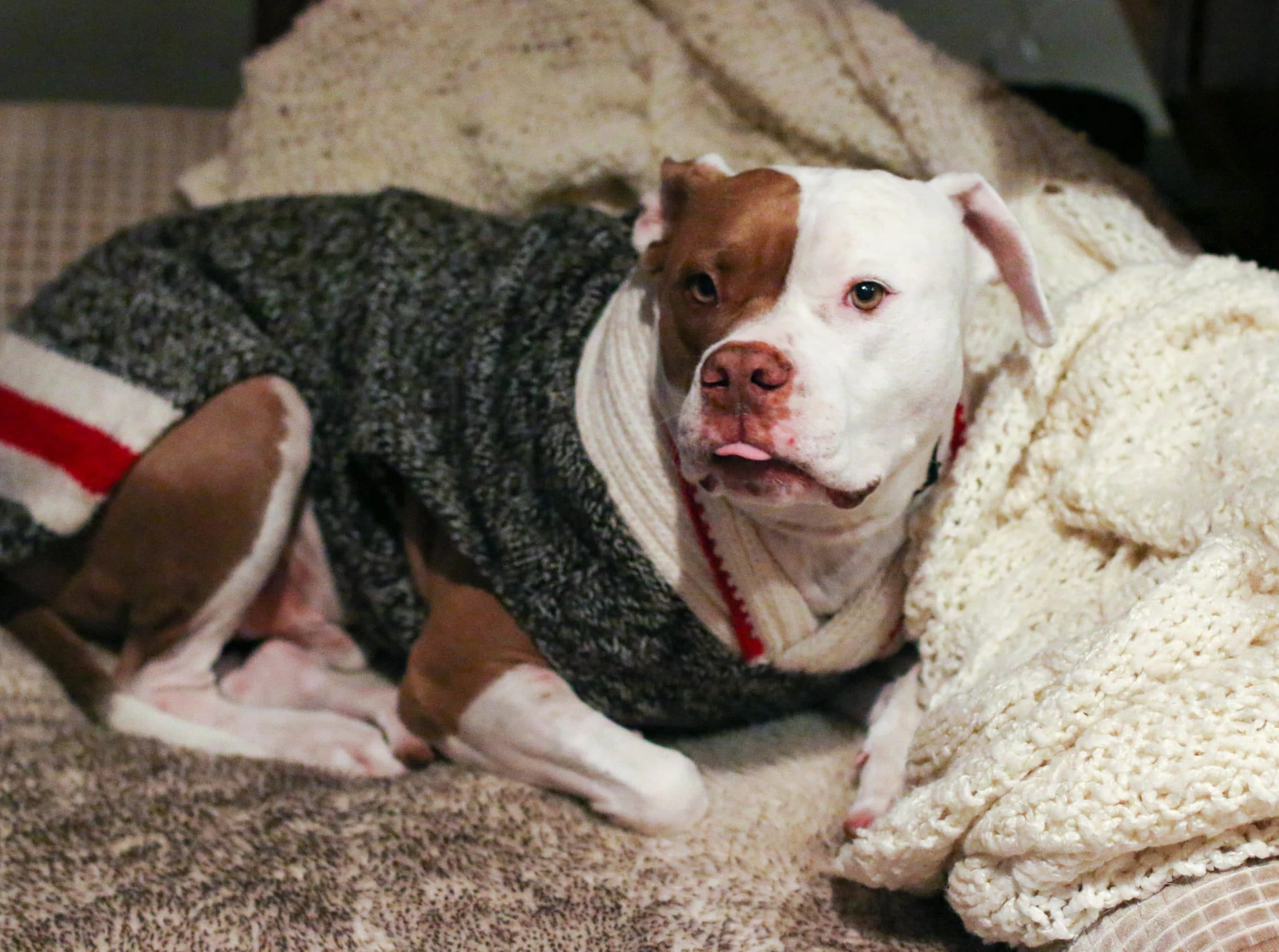 Pit bull with hemangioma