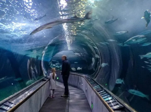 The tunnel at Aquarium of the Bay San Francisco.